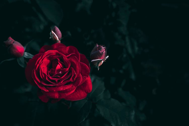 Red Rose In Close Up Photography