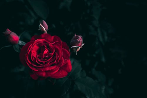 Bezpłatne Darmowe zdjęcie z galerii z czerwona róża, czerwony kwiat, flora Zdjęcie z galerii