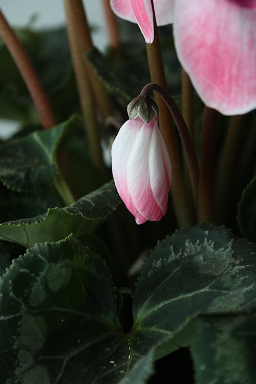 Foto d'estoc gratuïta de brot de flors, cyclamen persicum, delicat