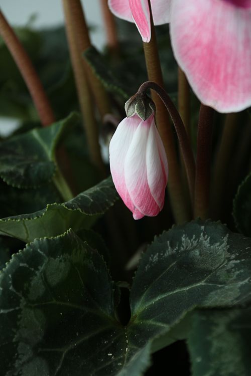 Free A detailed close-up of a delicate Cyclamen persicum flower bud with vibrant pink petals. Stock Photo