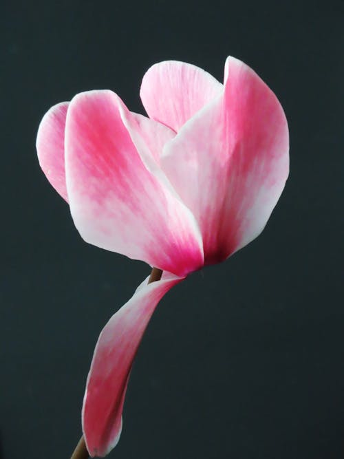 Free stock photo of blooming flower, dark background, light pink background