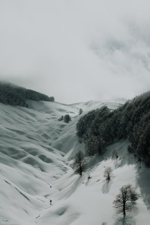 Aerial View of a Valley and Trees Covered in Snow 