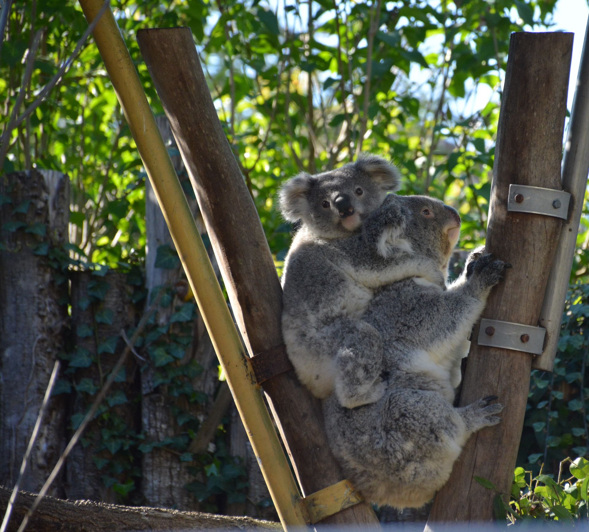 Two koalas climbing wooden poles surrounded by lush greenery in an outdoor setting.