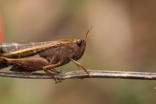 Gratis lagerfoto af græshoppe, insekt, insektfotografering Lagerfoto