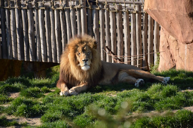 A Lion Lying On The Grass 