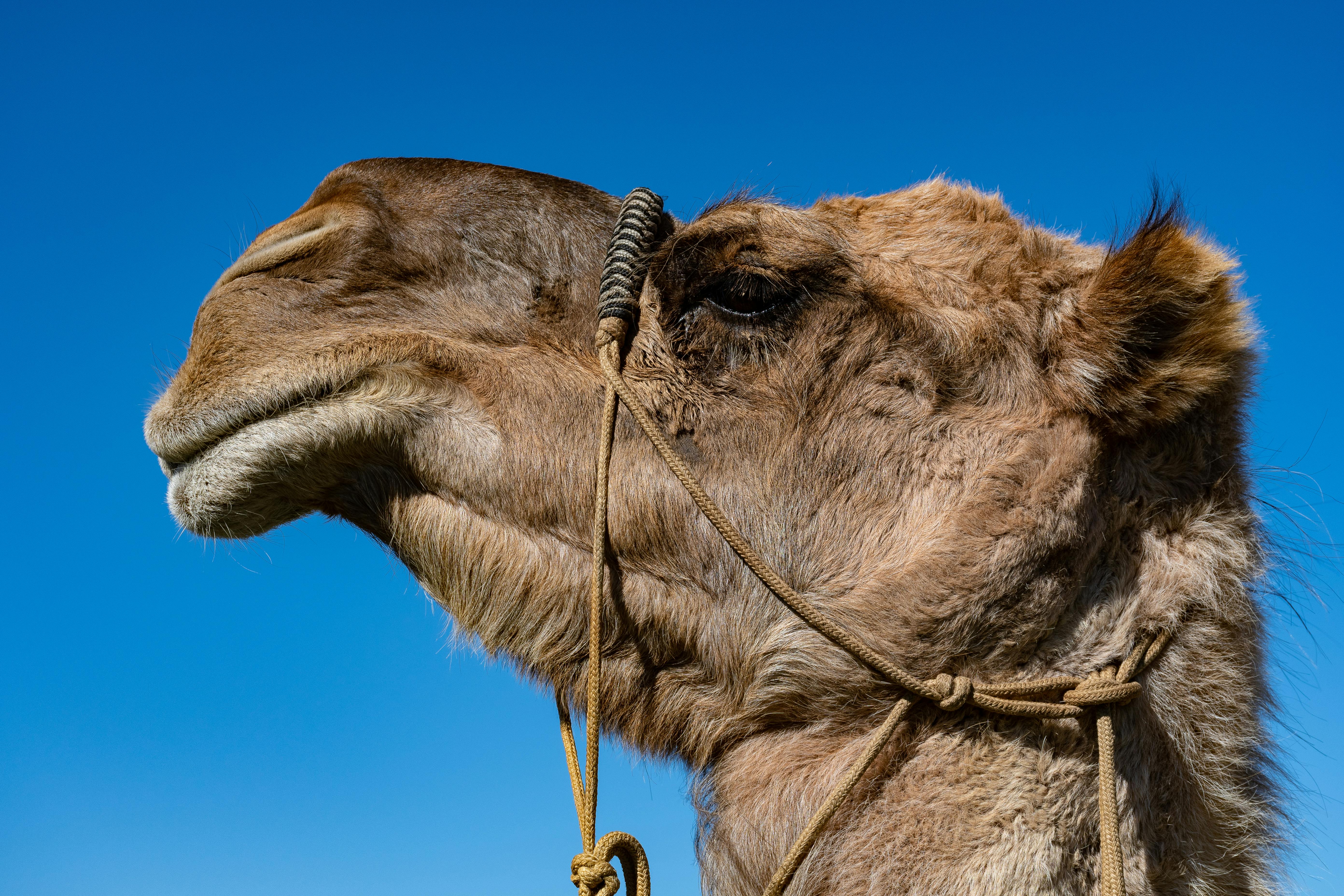 Free stock photo of camel