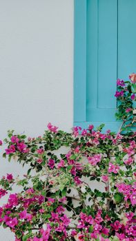 Pink bougainvillea blooms against a white wall with a turquoise window in Canoa Quebrada, Brazil.