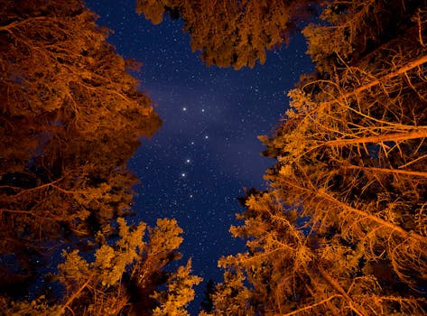 Constellations visible through forest tree canopy under a night sky.