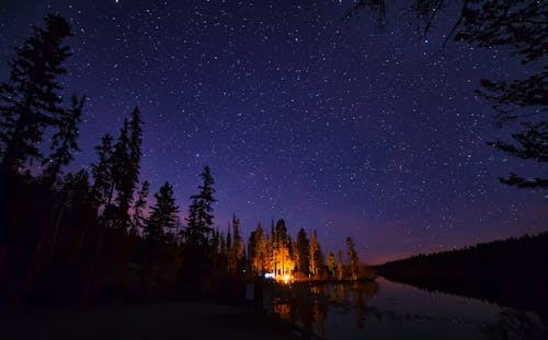 Alberi Di Pino Sotto Il Cielo Notturno Stellato