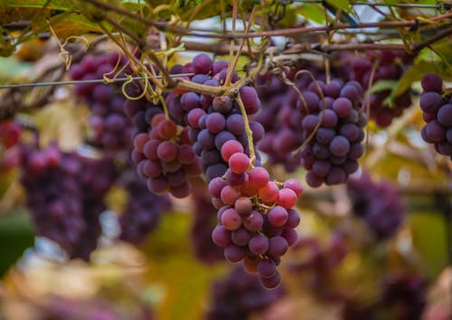 Бесплатное стоковое фото с виноградные лозы, еда, красный