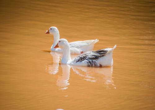 Photo of Two Geese on the Water