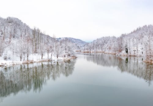 Imagine de stoc gratuită din apă curgătoare, arbori, codru