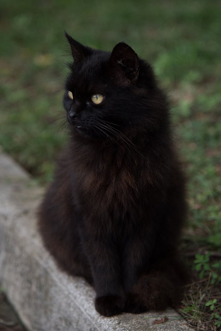 Black Cat In Close Up Shot