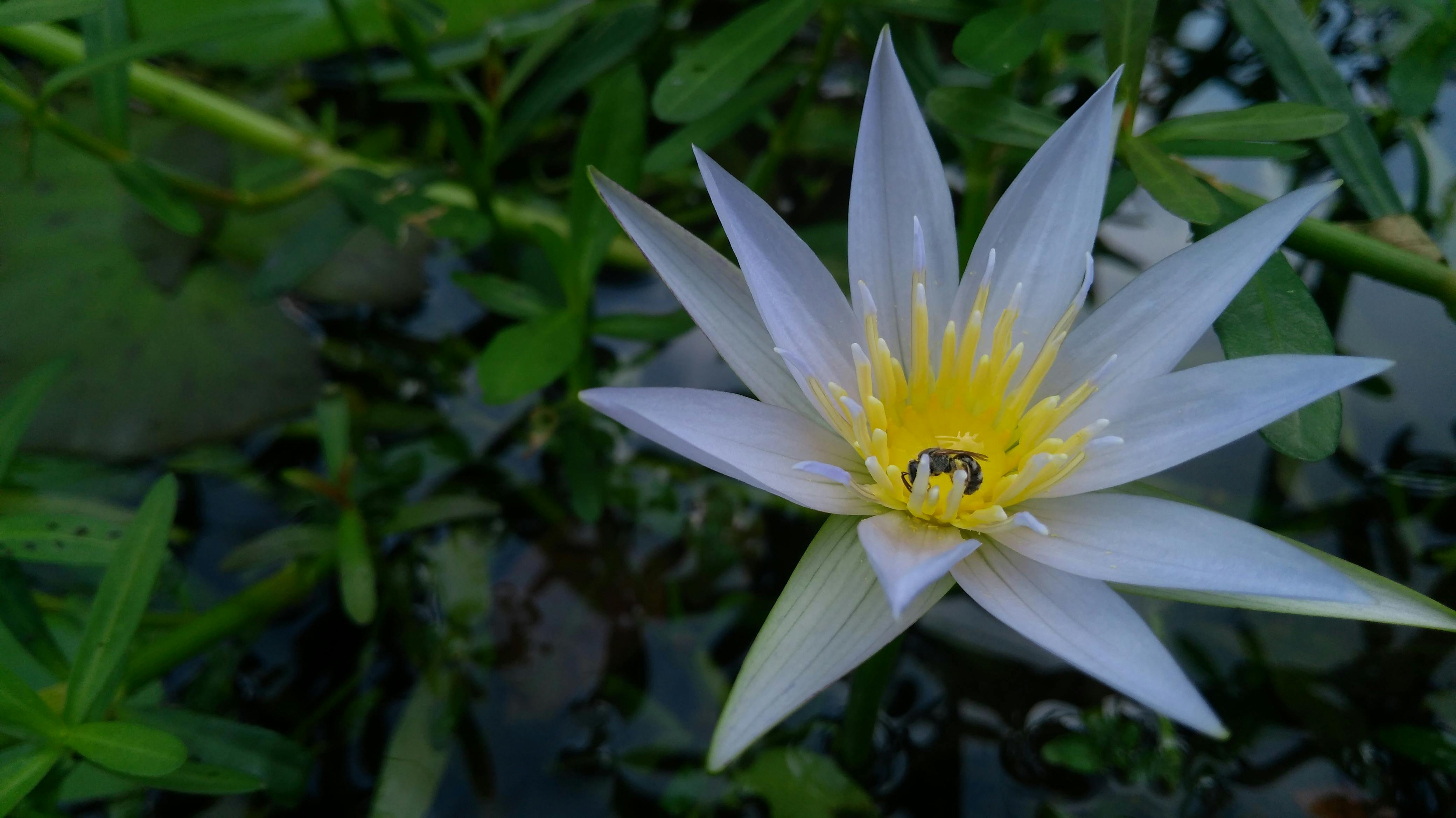 スイレン 睡蓮 花の無料の写真素材