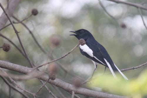 Free stock photo of bird watching, blackbird