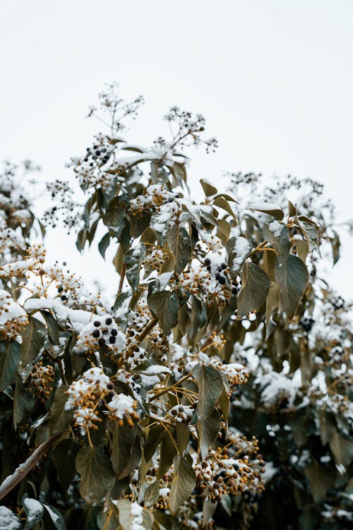 Immagine gratuita di albero, foglie, impianto