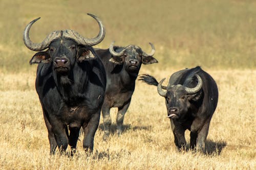 Photo of Three African Buffaloes