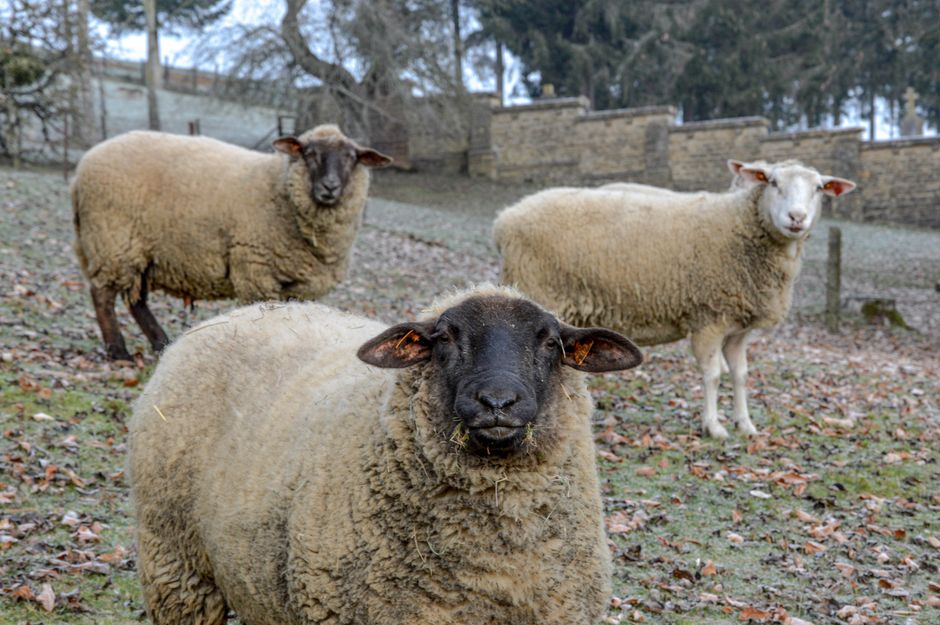Ottawa Therapy Sheep Find a New Home Thanks to a Stranger's Kindness