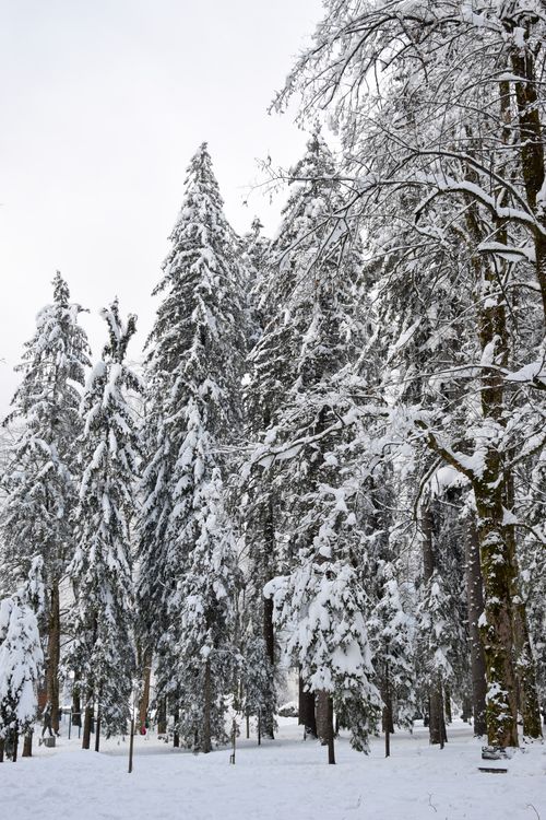 Free Explore the serene beauty of a snow-covered pine forest in Delnice, Croatia during wintertime. Stock Photo