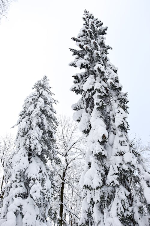 Pine Trees Covered in Snow 