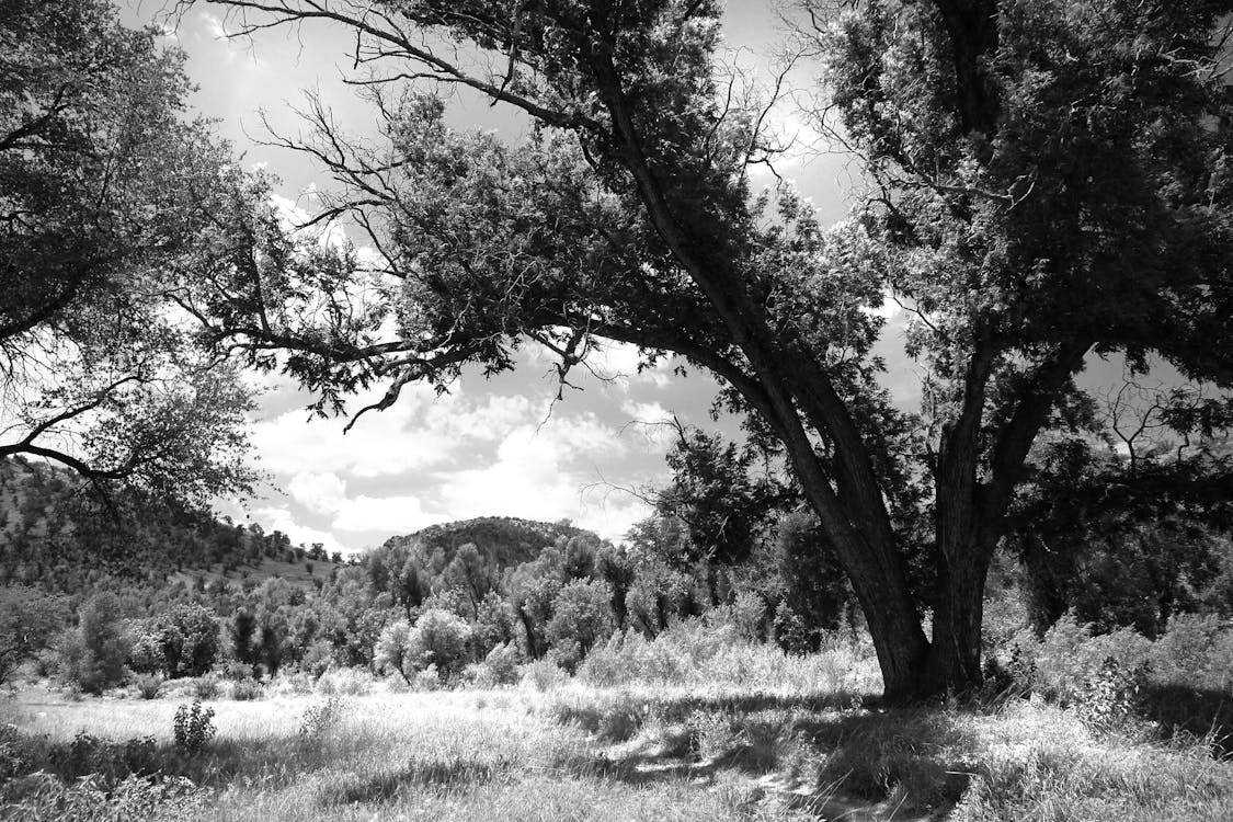 De franc Foto d'estoc gratuïta de a l'aire lliure, arbres, blanc i negre Foto d'estoc