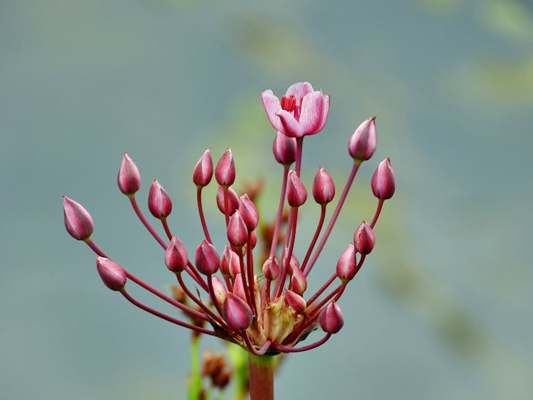 Pink Flower Blooming