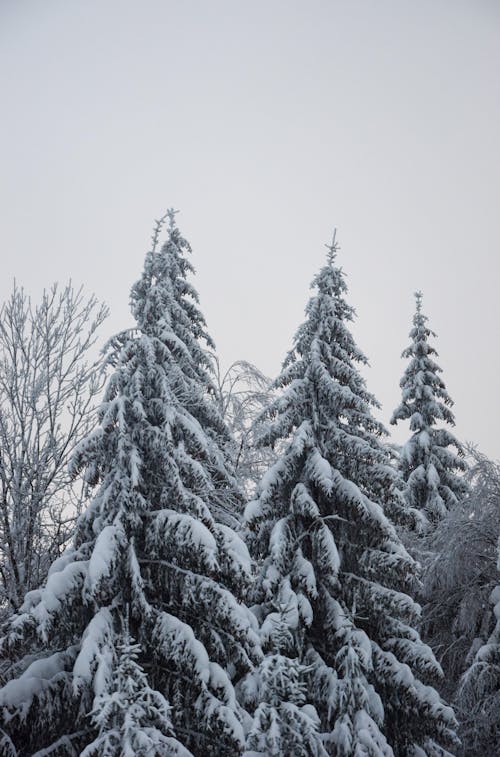 View of Trees Covered in Snow 