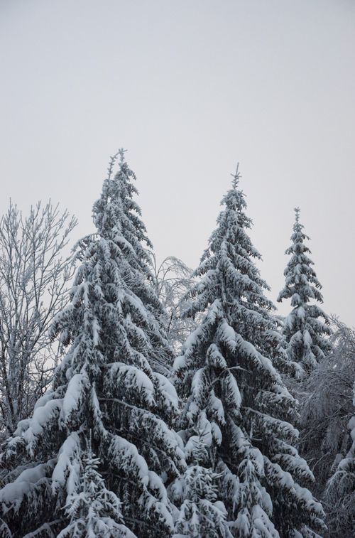 Free Serene view of snow-laden evergreens in Croatia's winter forest landscape. Stock Photo