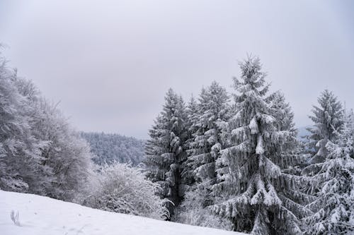 Snow Covered Coniferous Trees 