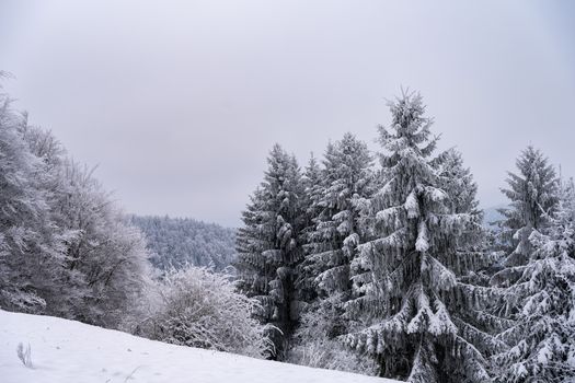 A tranquil winter landscape featuring snow-laden coniferous trees under a cloudy sky.
