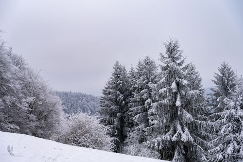 Free A tranquil winter landscape featuring snow-laden coniferous trees under a cloudy sky. Stock Photo