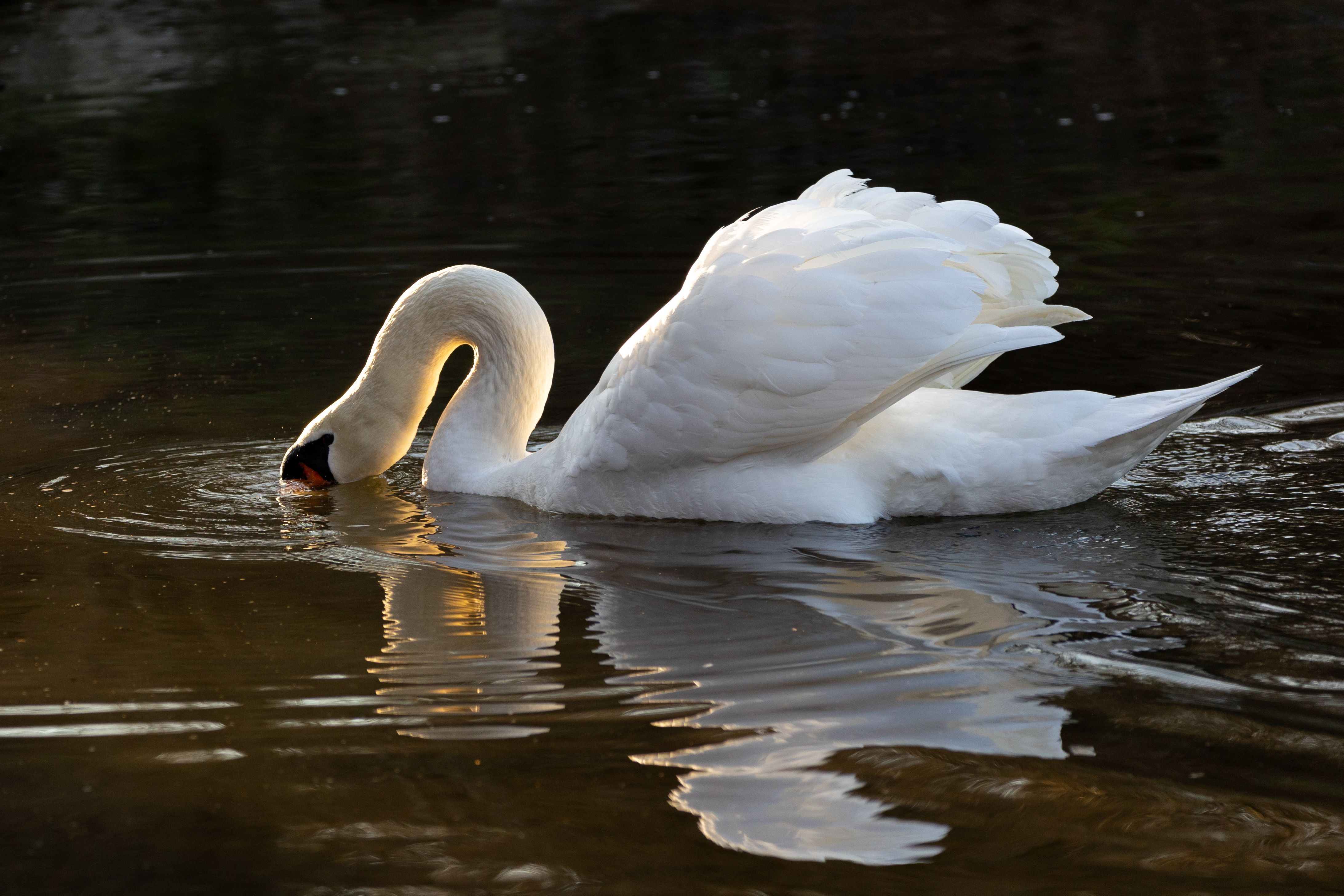 Close up of Swan on Water · Free Stock Photo