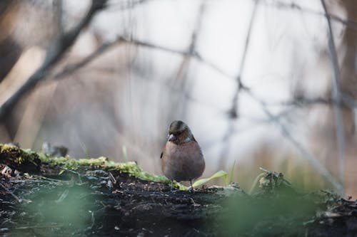 Bird Sitting on Ground in Forest