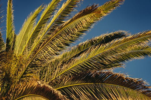 Low Angle Shot of a Palm Tree against Clear, Blue Sky 
