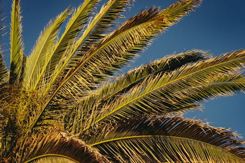 Kostnadsfri bild av blå himmel, exotisk, flora