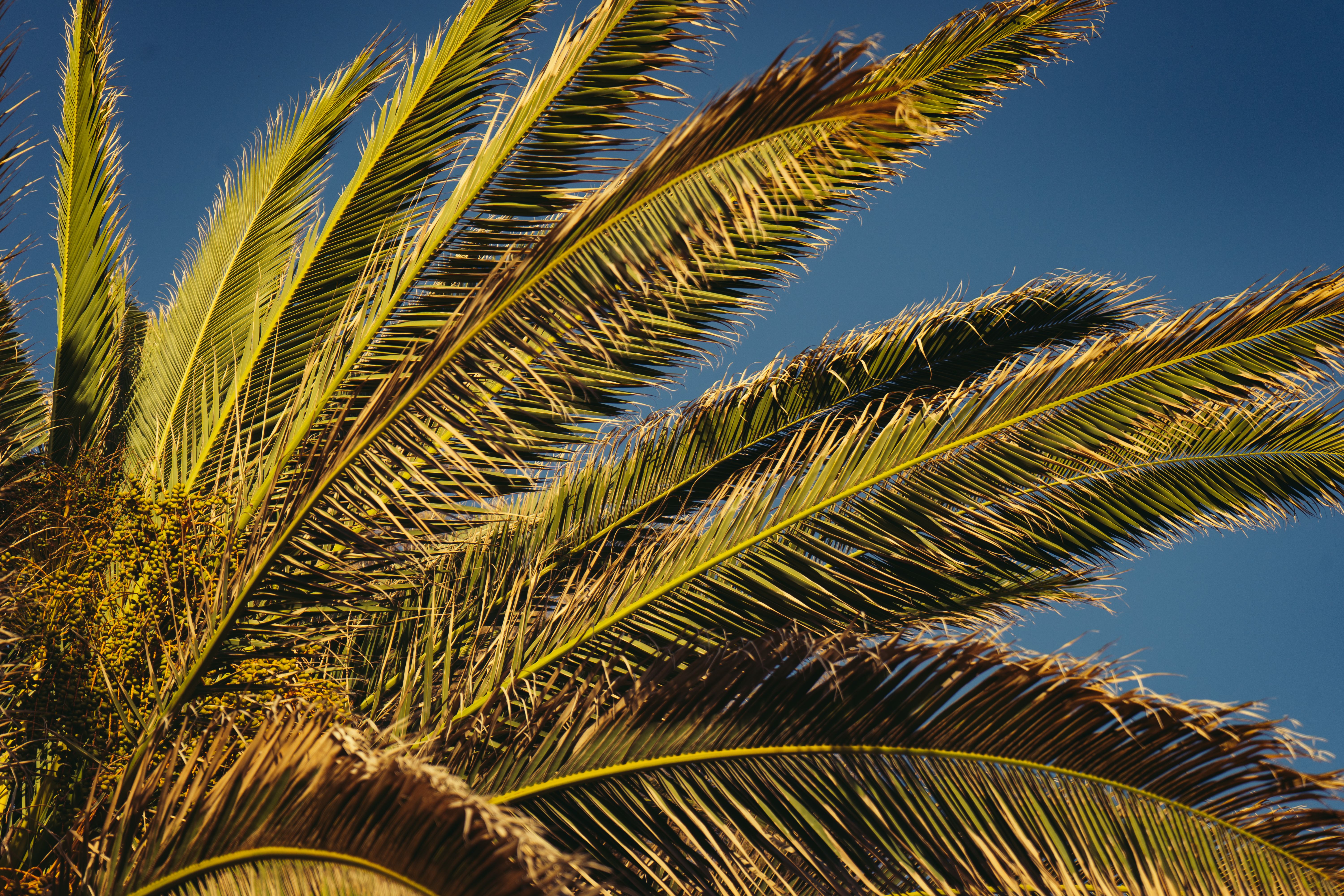 Low Angle Shot of a Palm Tree against Clear, Blue Sky · Free Stock Photo