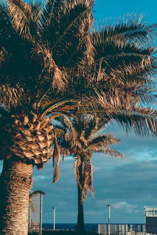 View of Palm Trees and Ocean in the Background 