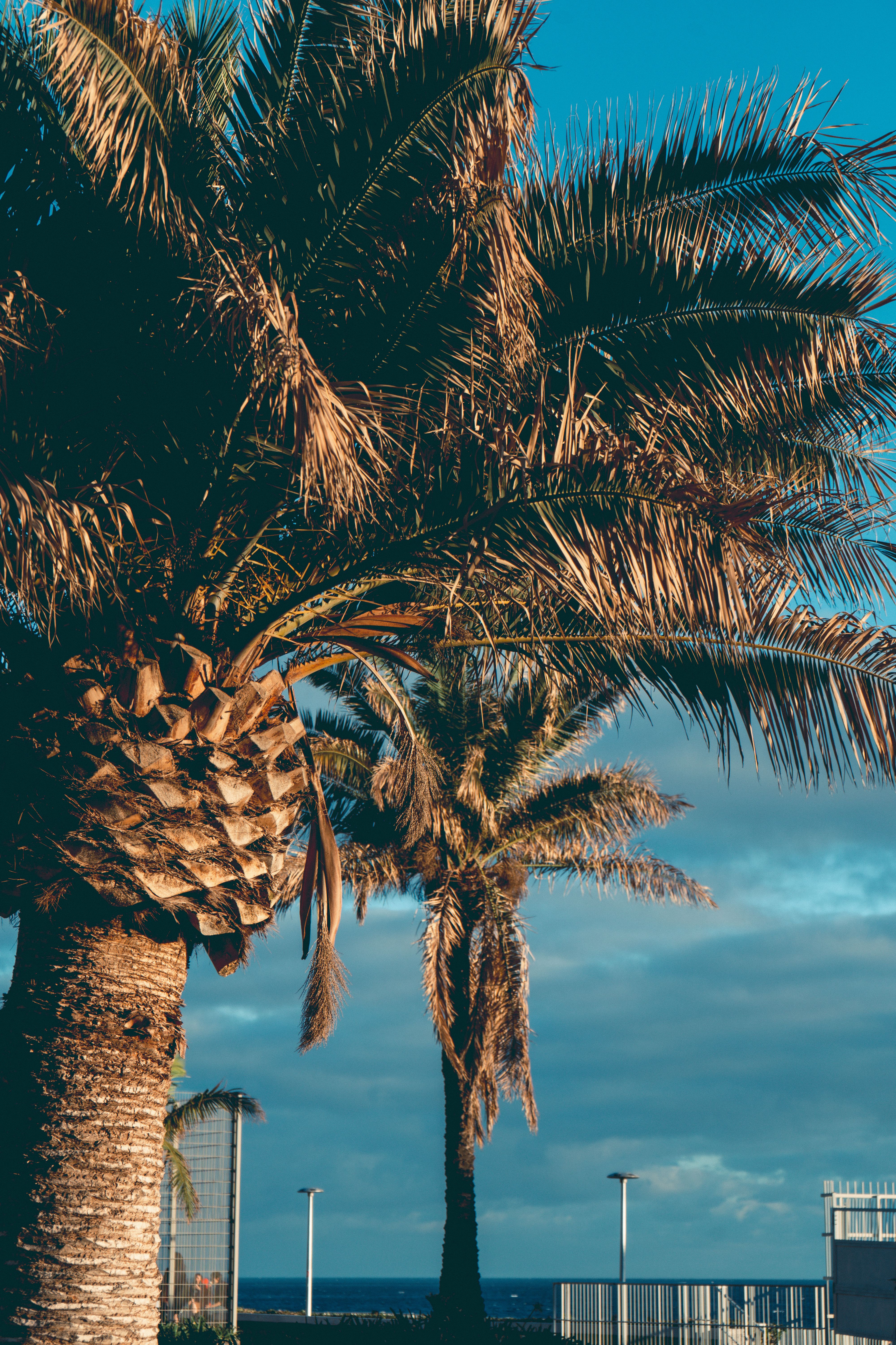 View of Palm Trees and Ocean in the Background · Free Stock Photo