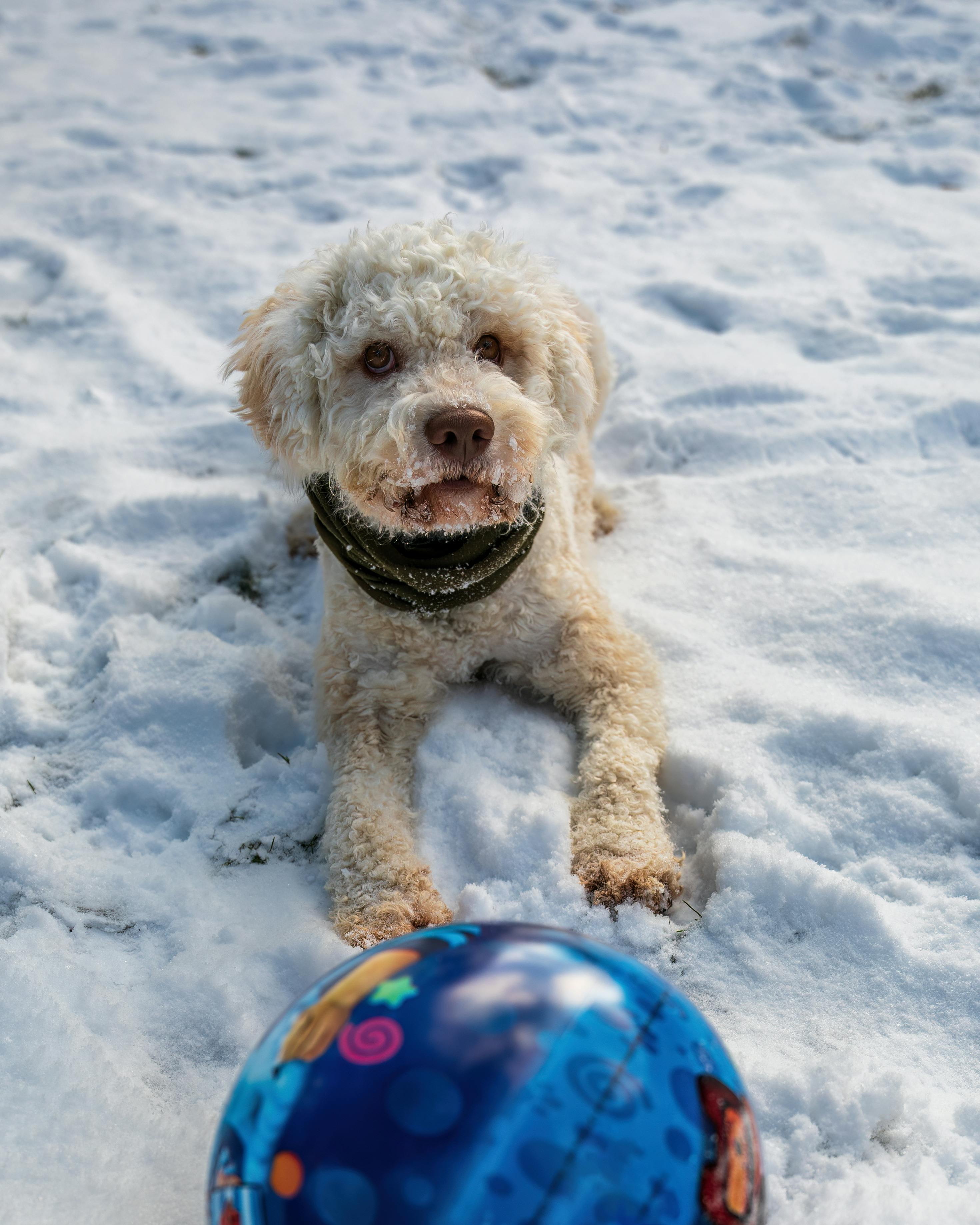 Dog Ball Snow Photos, Download The BEST Free Dog Ball Snow Stock Photos