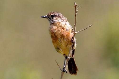 Close up of Bird