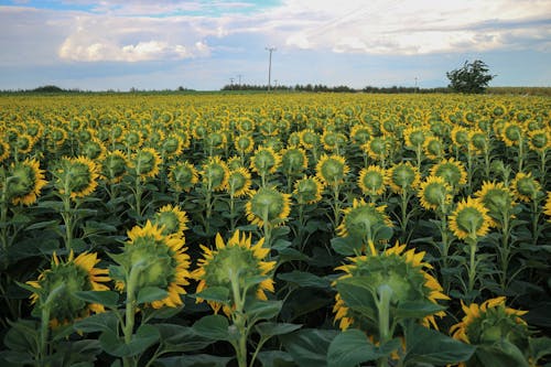 Ilmainen kuvapankkikuva tunnisteilla auringonkukat, auringonkukkaketo, kasvikunta