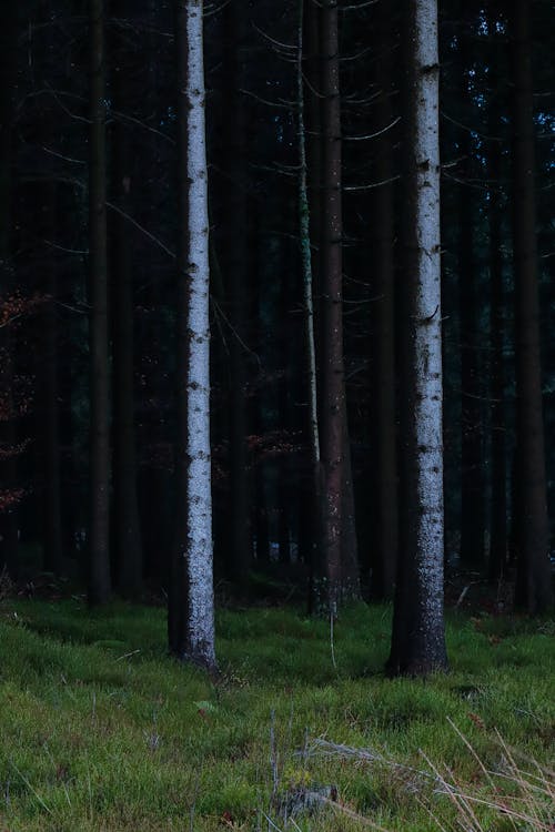 Gratis lagerfoto af fredelige, nåletræer, natur