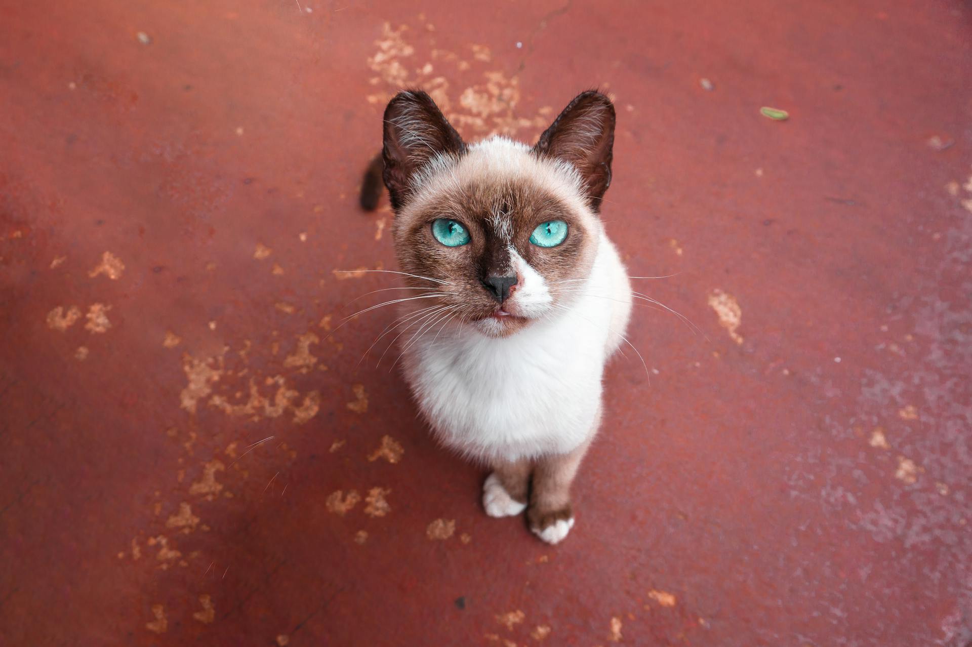 Free stock photo of animal, animal eye, brasil