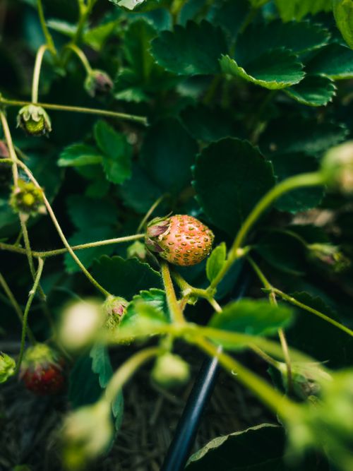 Free Close-up shot of an unripe strawberry among vibrant green leaves in a garden. Stock Photo