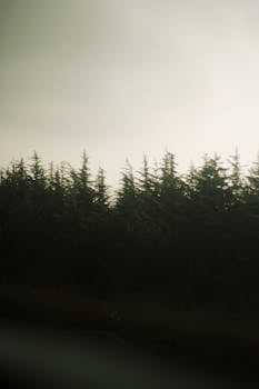 Eerie mist envelops a dense forest, creating a tranquil and mysterious ambiance at dawn.