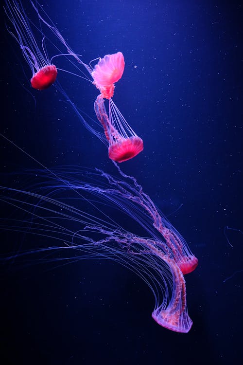 Immagine gratuita di acqua, azzurro, fauna selvatica