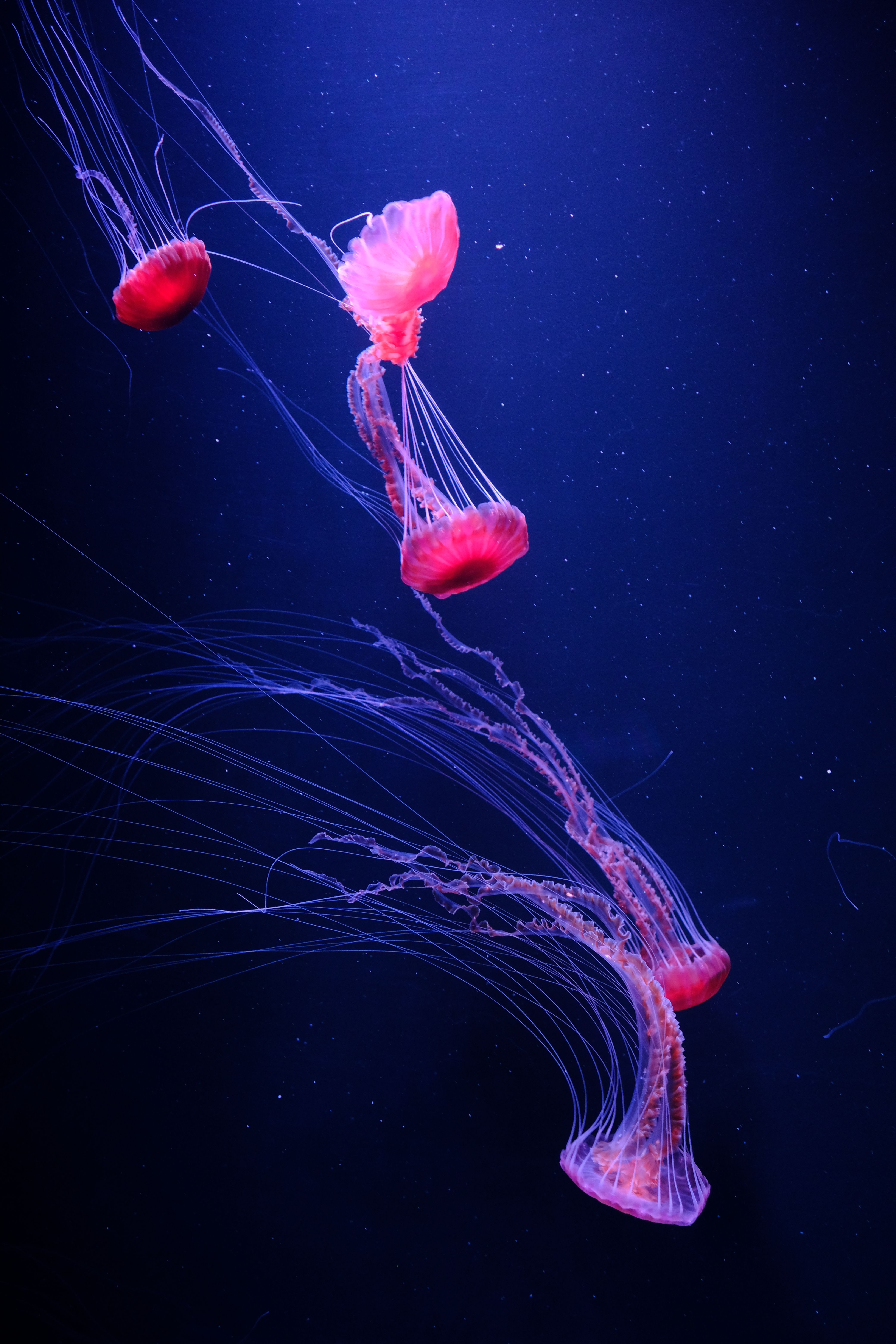 Jellyfish in Blue Water · Free Stock Photo