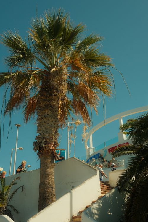 Free Stairs leading up with palm trees and a clear blue sky, creating a warm and inviting outdoor scene. Stock Photo