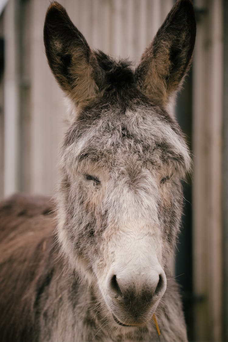 Close Up Of Donkey Head