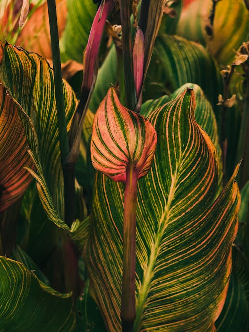 bitki, bitkibilim, büyüyen içeren Ücretsiz stok fotoğraf